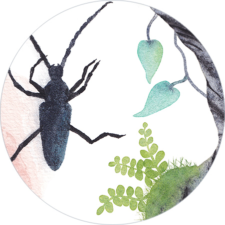 Detail Aquarelle CatMat Le Grand Capricorne 2024